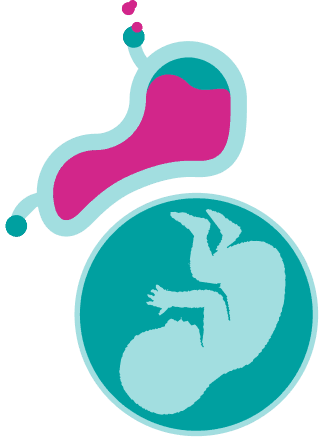 Illustration showing fetus and stomach